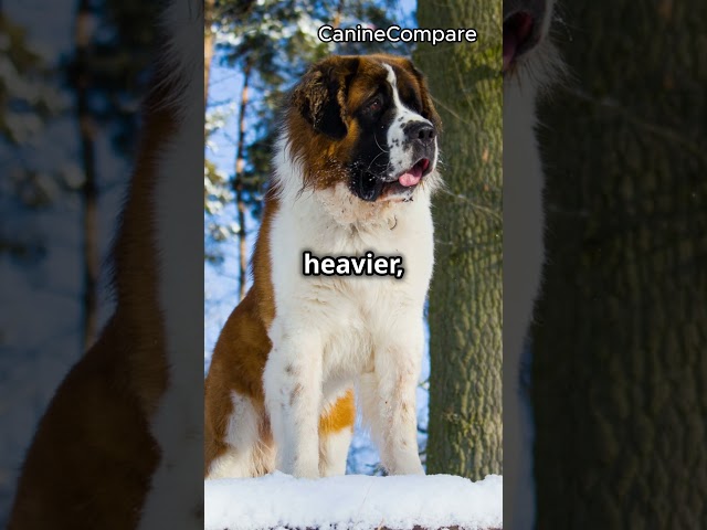 Unstoppable Saint Bernard Mixed with a Great Dane: The Perfect Hybrid for Protection and Love 3 sddefault