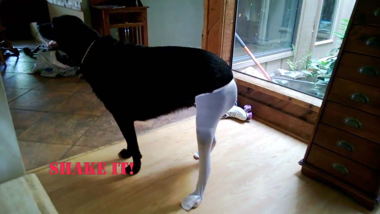 dog in tights YouTube