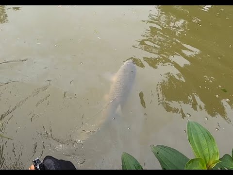 Video Lên em trắm cỏ 6kg - Ná cao su bắn cá - Slingshot fish - youtube