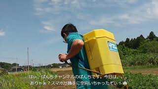 強風の中、畑に除草剤を散布！