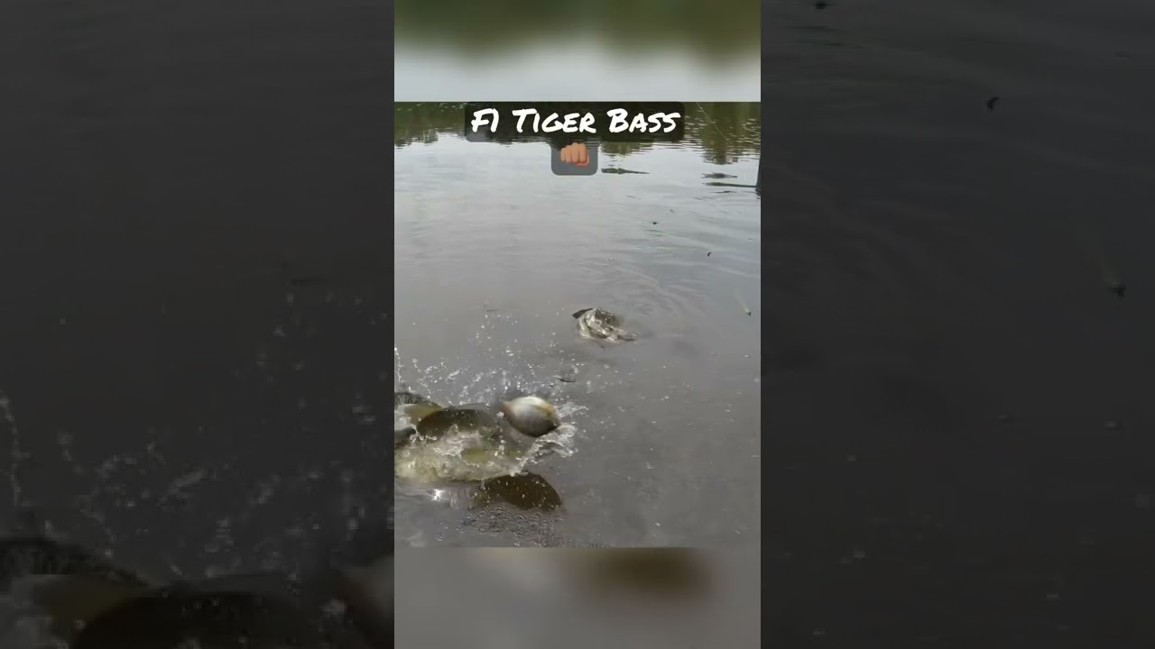 F1 Tiger Bass playing with Bluegill 