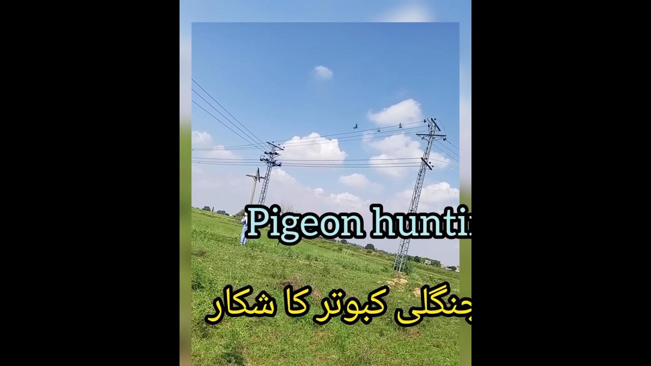 hunting pigeon homade slingshotFarooq shairazi youtubeshorts YouTube