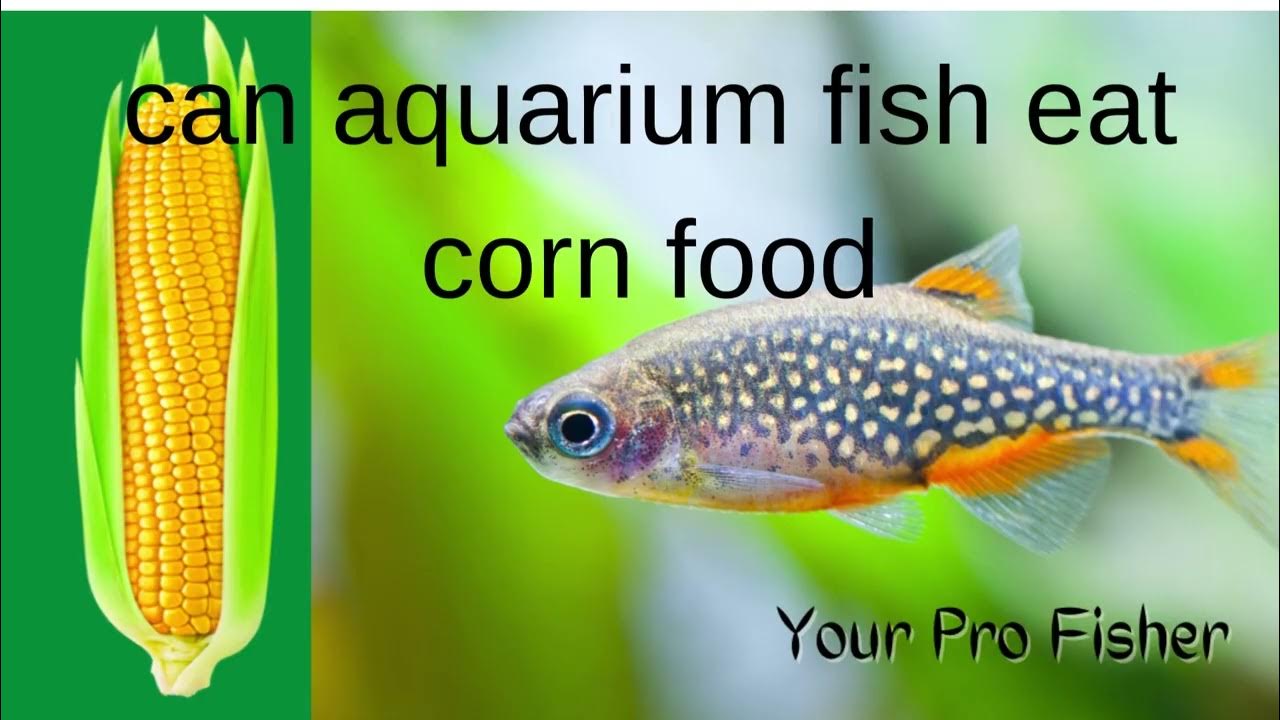can fish eat corn YouTube