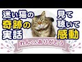 ★迷い猫捜索の奇跡物語【れんくんありがとう】#保護猫 #迷い猫 #野良猫