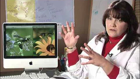 What's the Difference Between a Wasp & a Hornet?