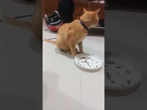 Kabul pulang malam maksa minta makan 3