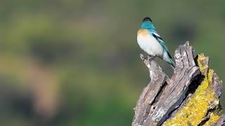 Lazuli Bunting Chirping