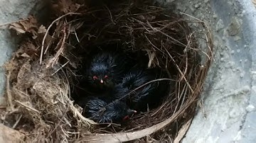 Cara Meloloh anakan burung dg mudah kasih vor ayam