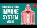 How does your immune system work  emma bryce