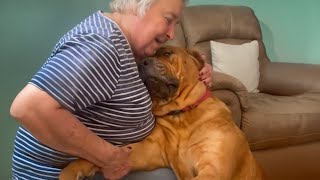Big Dog Proves That Love Has No Size Funny Dog Videos 2025