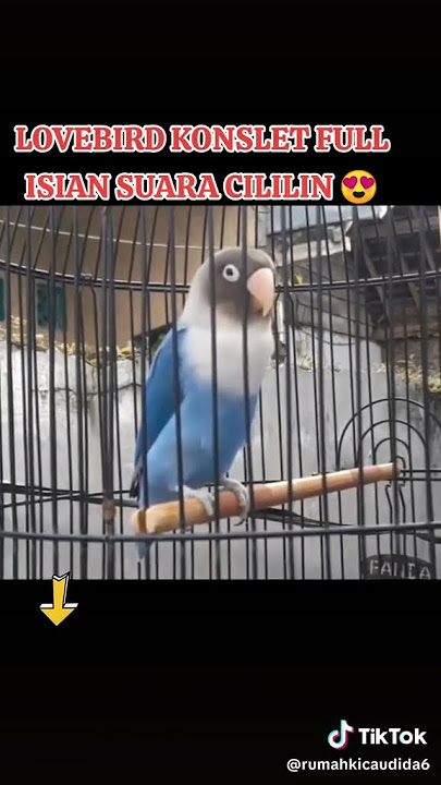 kicau Moli moli 01 LB Cililiin