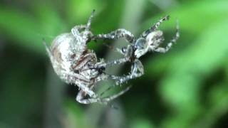 Neoscona fuscocoloratus spider mating