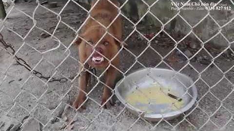 Chó lai Sói đỏ của người H