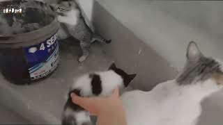 Cheeku Moves Her Kittens | Part 1 | My Cat Family | Sehar & Cats