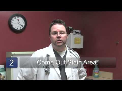 How to Remove a Tear Stain in Dogs