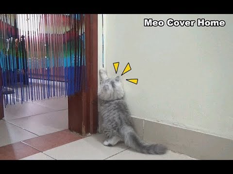 kittens-play-with-the-ropes-so-funny-when-mother-cat's-away-from-home