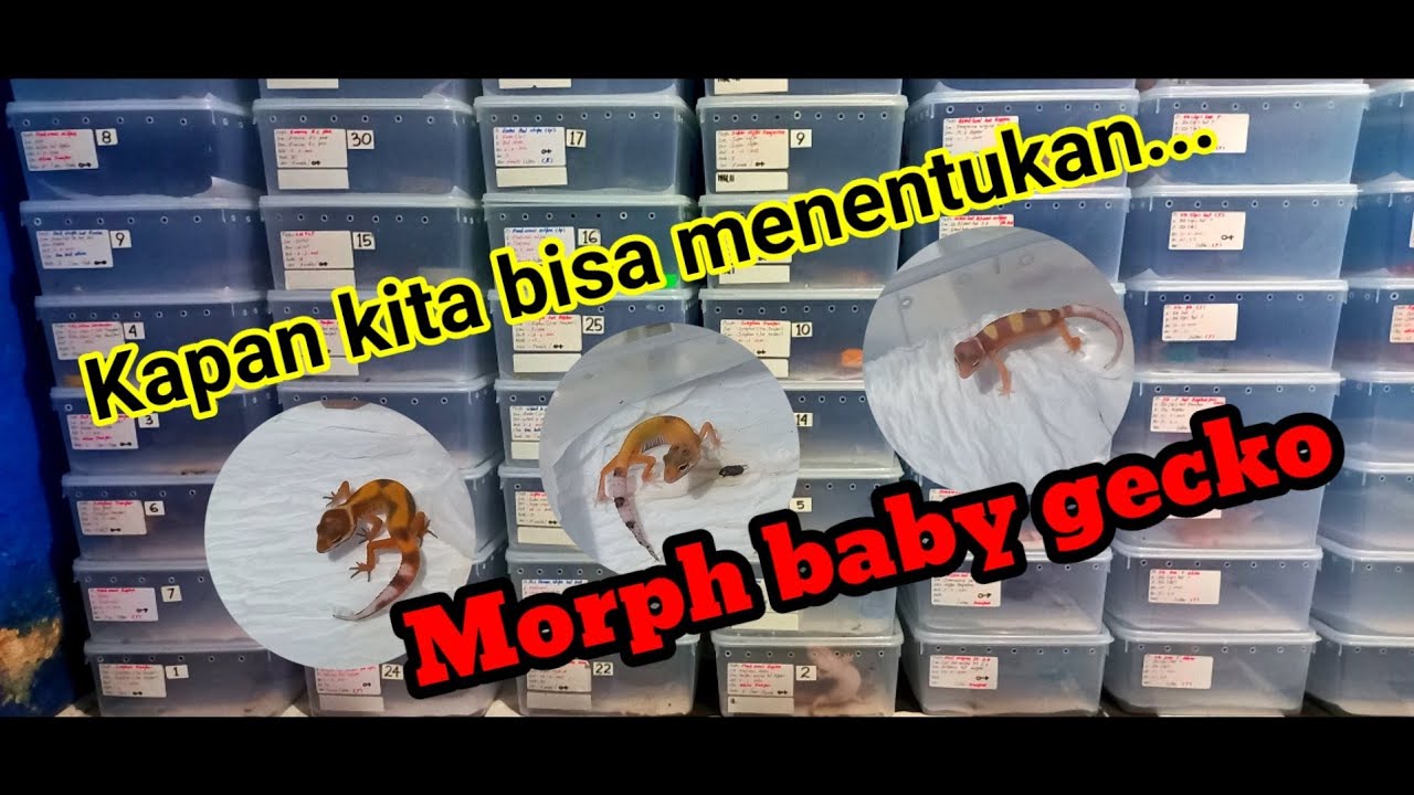 KAPAN KITA BISA MENETUKAN MORPH PADA BABY LEOPARD GECKO