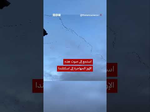 هجرة الإوز وردي القدمين تُشكّلأنماطاً خلابة في سماء اسكتلندا