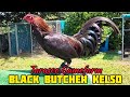 Black butcher kelso  tarasco gamefarm  texas usa