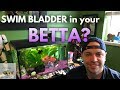HOW TO TREAT A BETTA WITH SWIM BLADDER DISEASE