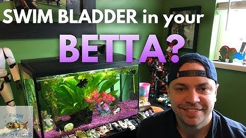 HOW TO TREAT A BETTA WITH SWIM BLADDER DISEASE