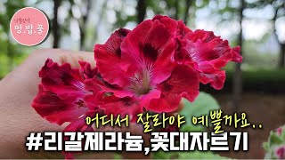 제라늄,리갈제라늄 꽃대 잘라주기