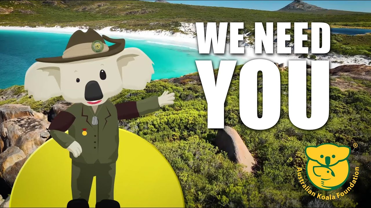 We Need You – to help Save the Koala