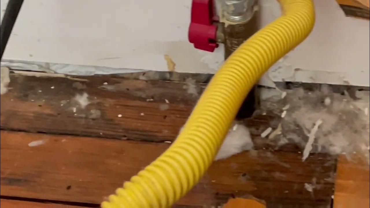 Mice Hiding Behind the Stove YouTube