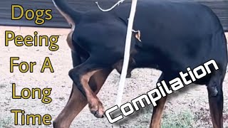 Dogs Peeing For A Long Time Compilation