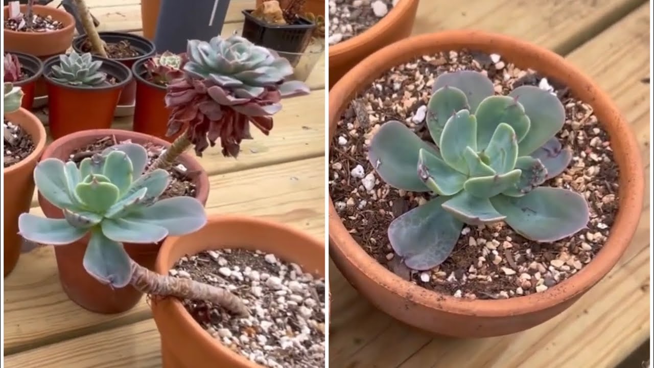 How to Fix a Stretched Succulent: Easy Step-by-Step Guide