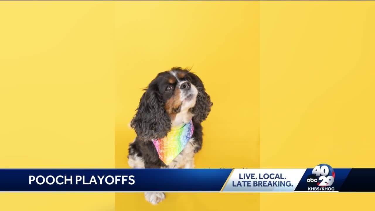 Springdale photographer hosts 'Pooch Playoffs,' raises money for NWA Humane Society