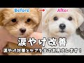 涙やけが劇的に改善された方法！毎日のケアや対策を全てお見せします！(お手入れ/ケア用品/ご飯)【涙やけの治し方】