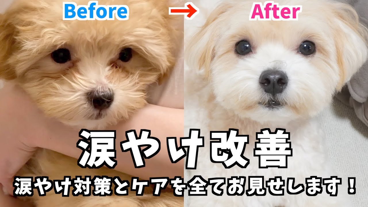 涙やけが劇的に改善された方法！毎日のケアや対策を全てお見せします！(お手入れ/ケア用品/ご飯)【涙やけの治し方】