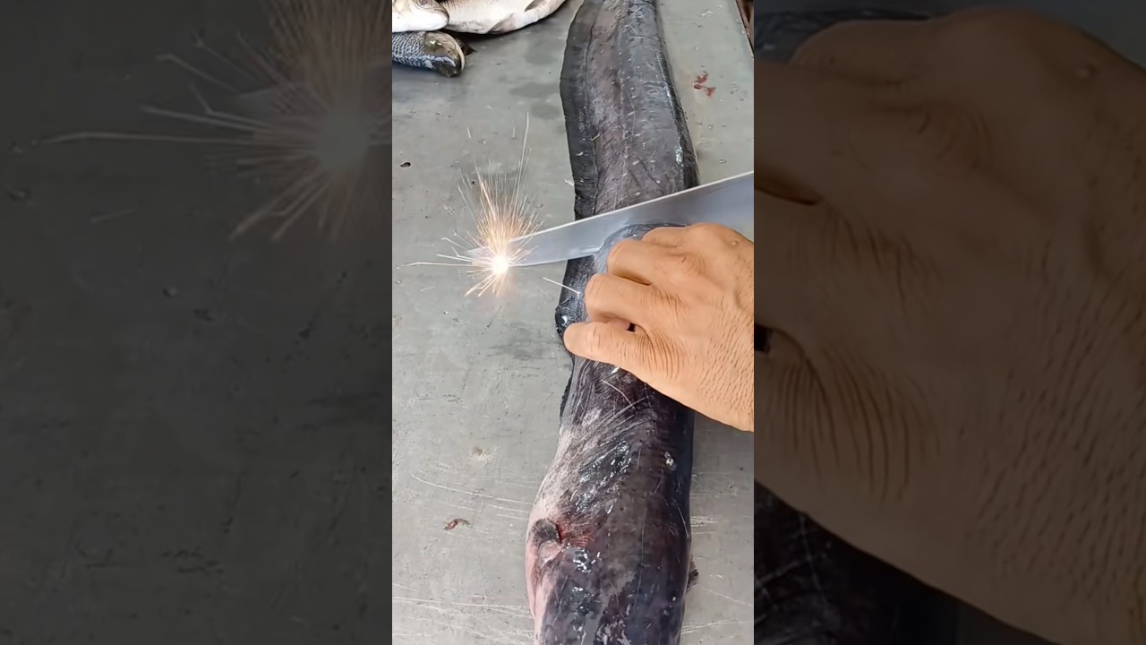 Las anguilas siguen produciendo electricidad incluso pescadas 😨