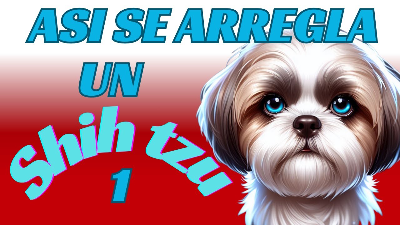 Vanliga ögonsjukdomar hos hundrasen Shih Tzu