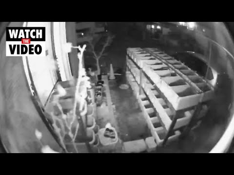 Security footage shows home shaking in Miyagi, Japan during 7.3