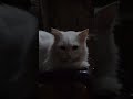 #cat #pet