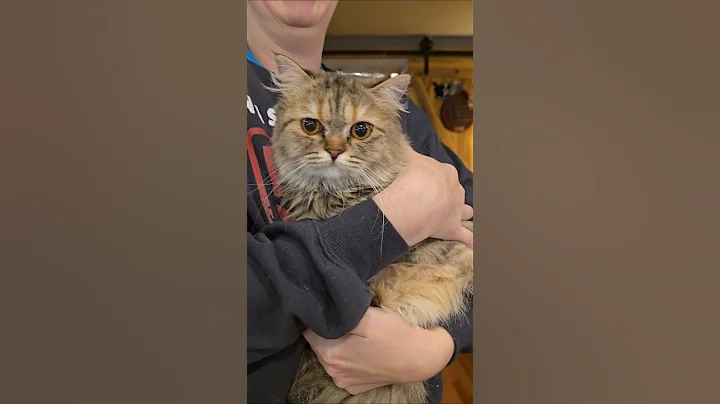 Video 11841031: munchkin, kitten family cat, cat kitten love