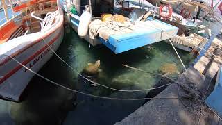 Turtles In Fethiye Harbour, Turkey.