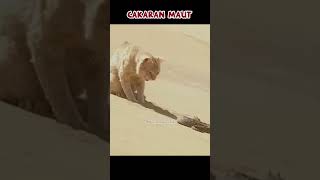 Kucing gurun menghajar ular