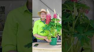 Lupinen im Garten schön – aber wirklich invasiv?
