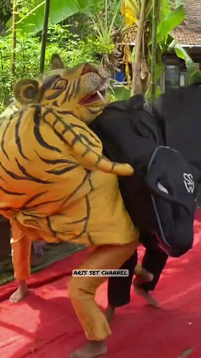 Banteng VS Macan #shorts #shortvideo #shortsfeed #shortviral #subscribe #viral #video