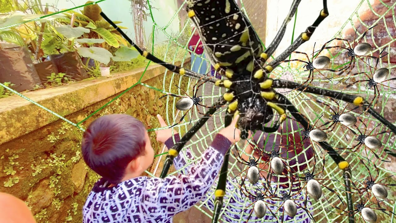 Eps 223 - Hunting TOP Spider with My Kids in Aroun Us! Catching Giant Golden Spider and Wild Insects