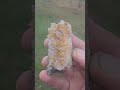 A RAD Cluster clean up!! #rockhounding #crystals #quartzcrystal #quartz #treasure