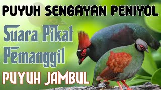 Mp3 Suara Pikat/Pemanggil Puyuh Sengayan/Peniyol/Beniyol/Puyuh Jambul.