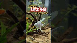 Homemade Scraper Ne Kamaal Kar Diya ✅️ #foryou #fishing #viral #trending #ytshorts #shorts #pets