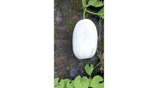 The combination of beautiful flowers, birds sound and soft wind...(love the nature) screenshot 4