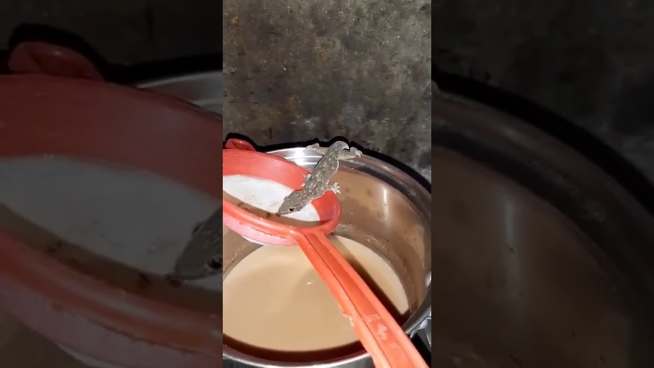 Lizard drinking milk YouTube