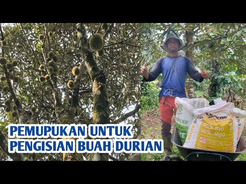 Durian Filling