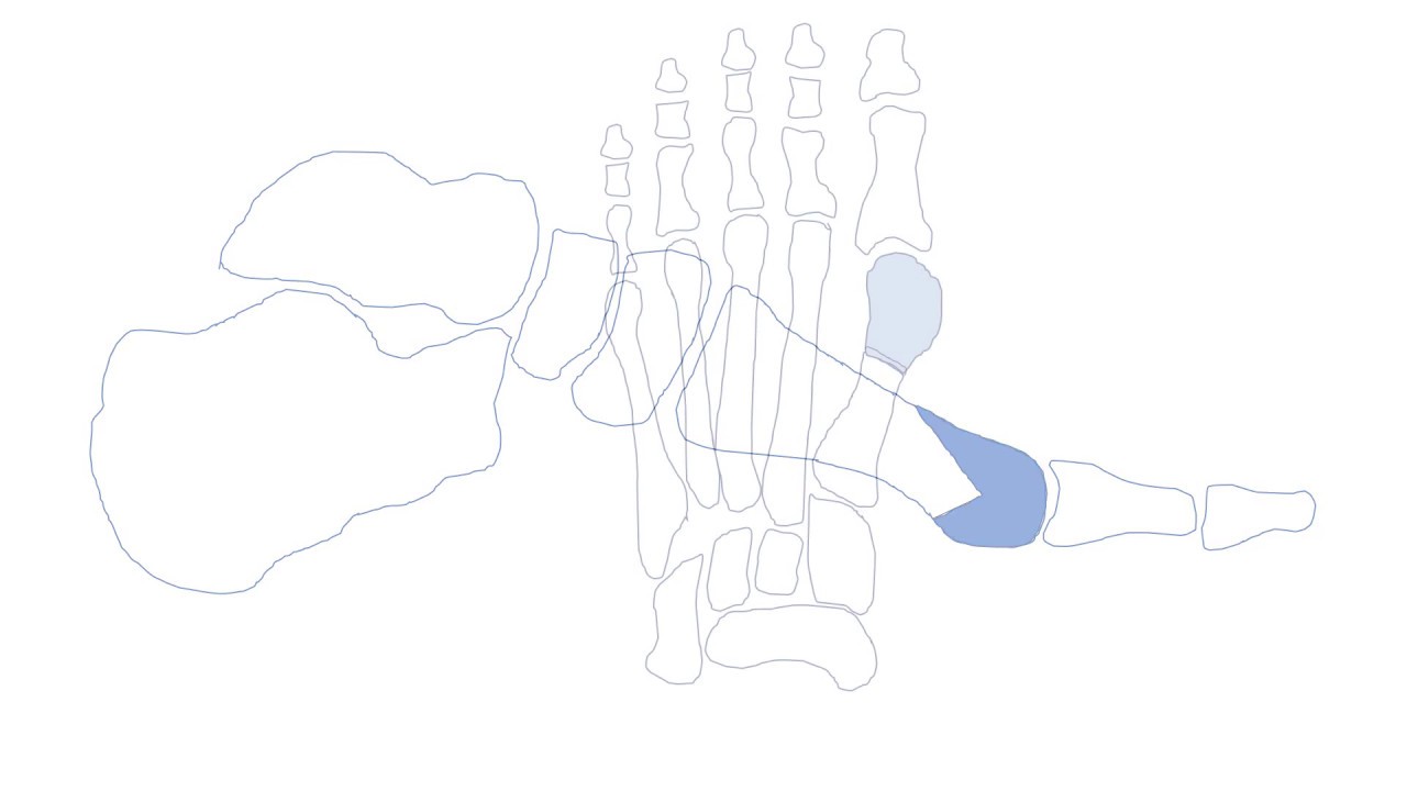 Kalish - PrePodiatryClinic101